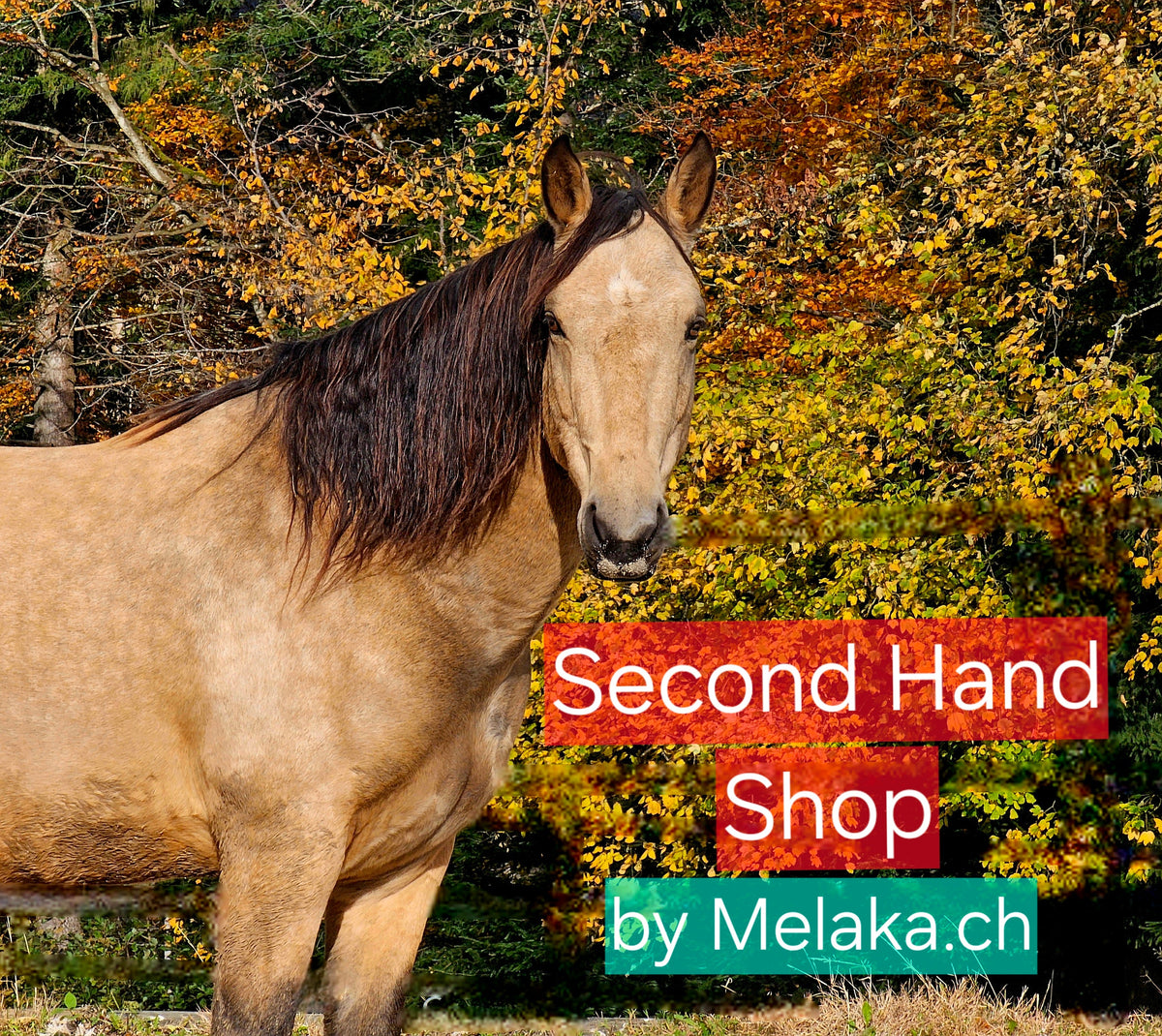 Secondhand Shop