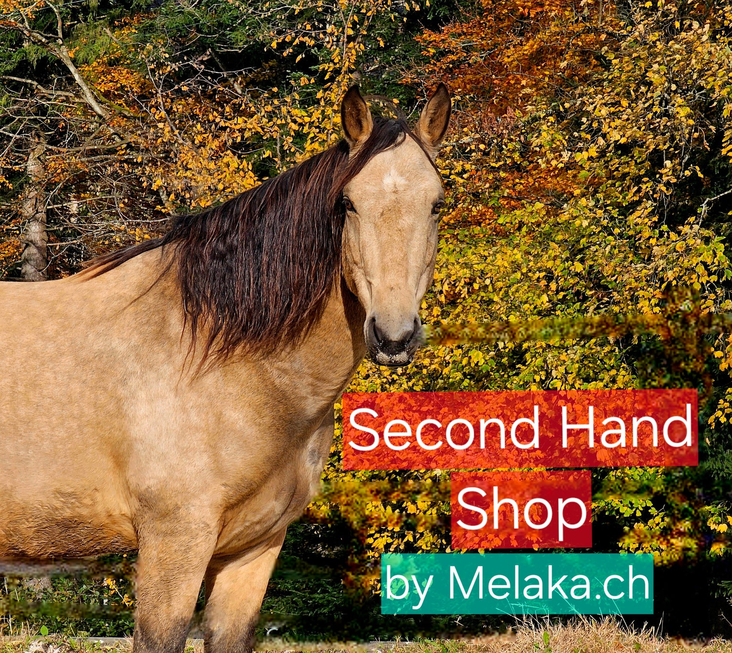 Secondhand Shop
