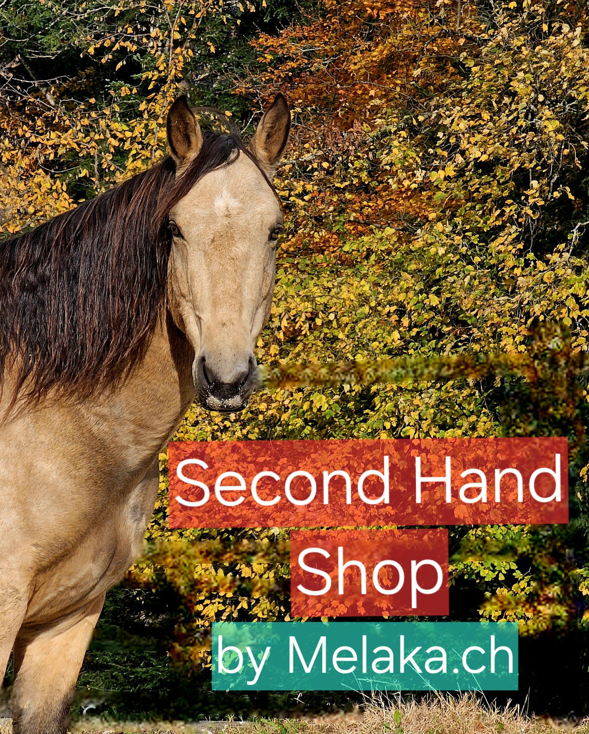 Secondhand Shop
