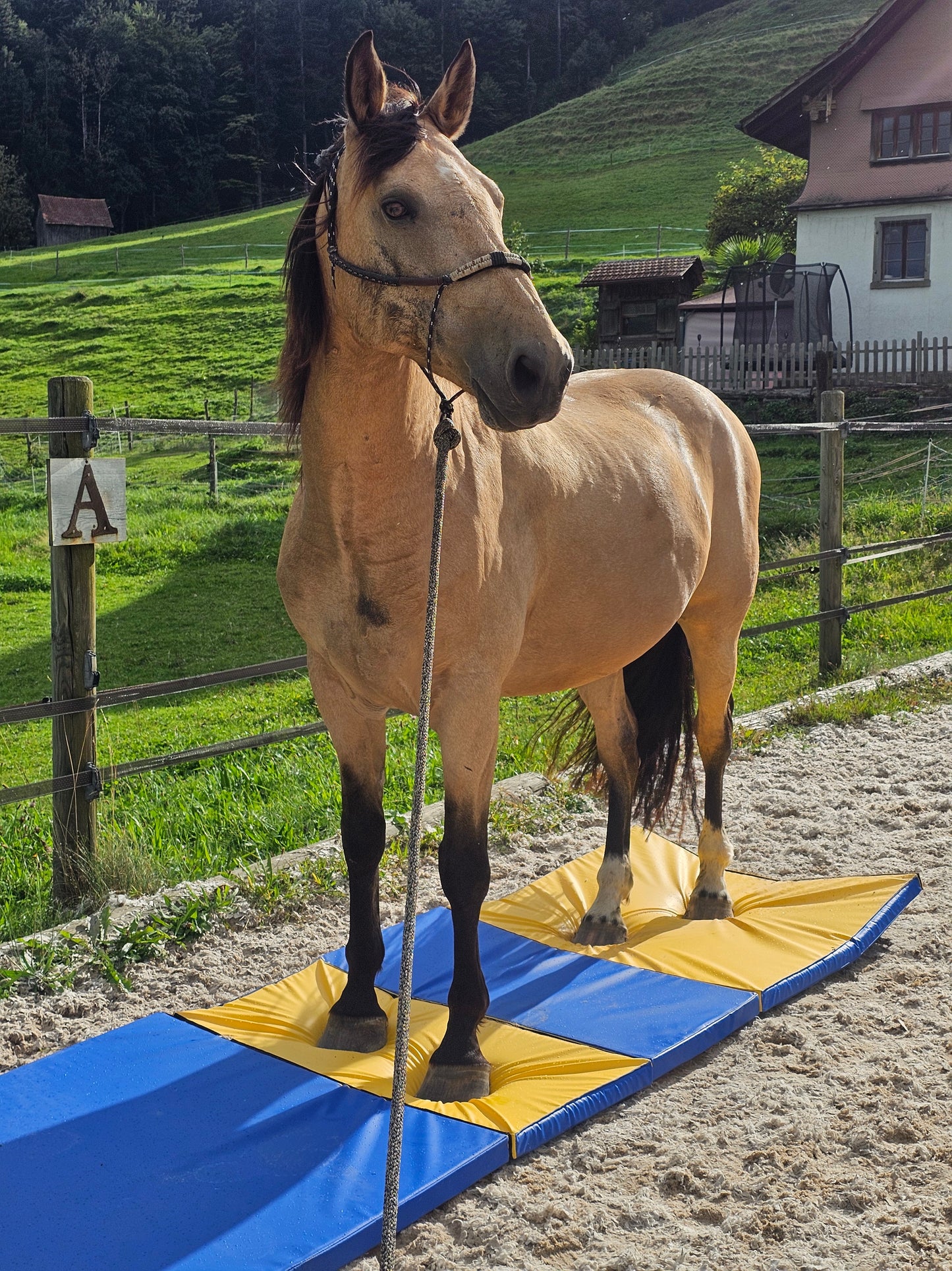 Equigym Matten 300*100cm genähte Nähte 5 oder 8cm Stärke