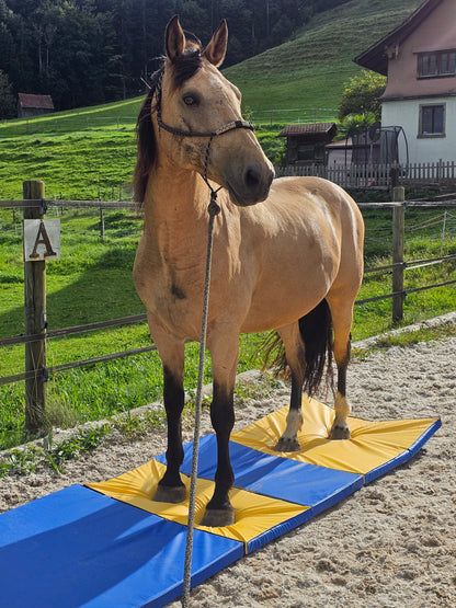 Equigym Matten 300*100cm genähte Nähte 5 oder 8cm Stärke