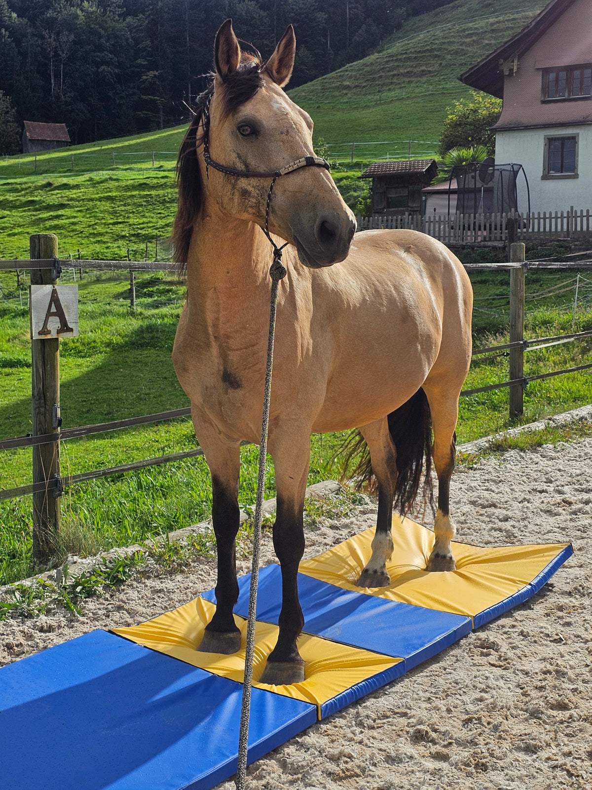 Equigym Portable Matten 50*100cm / 100*100cm in 5cm und 8cm Stärke zum Kletten