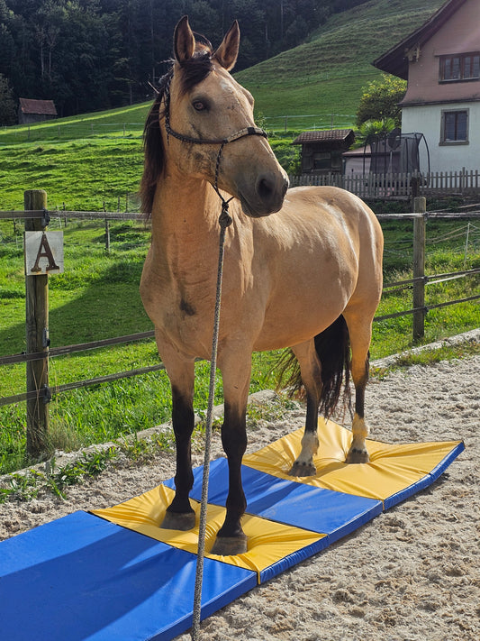 Equigym Portable Matten 50*100cm / 100*100cm in 5cm und 8cm Stärke zum Kletten