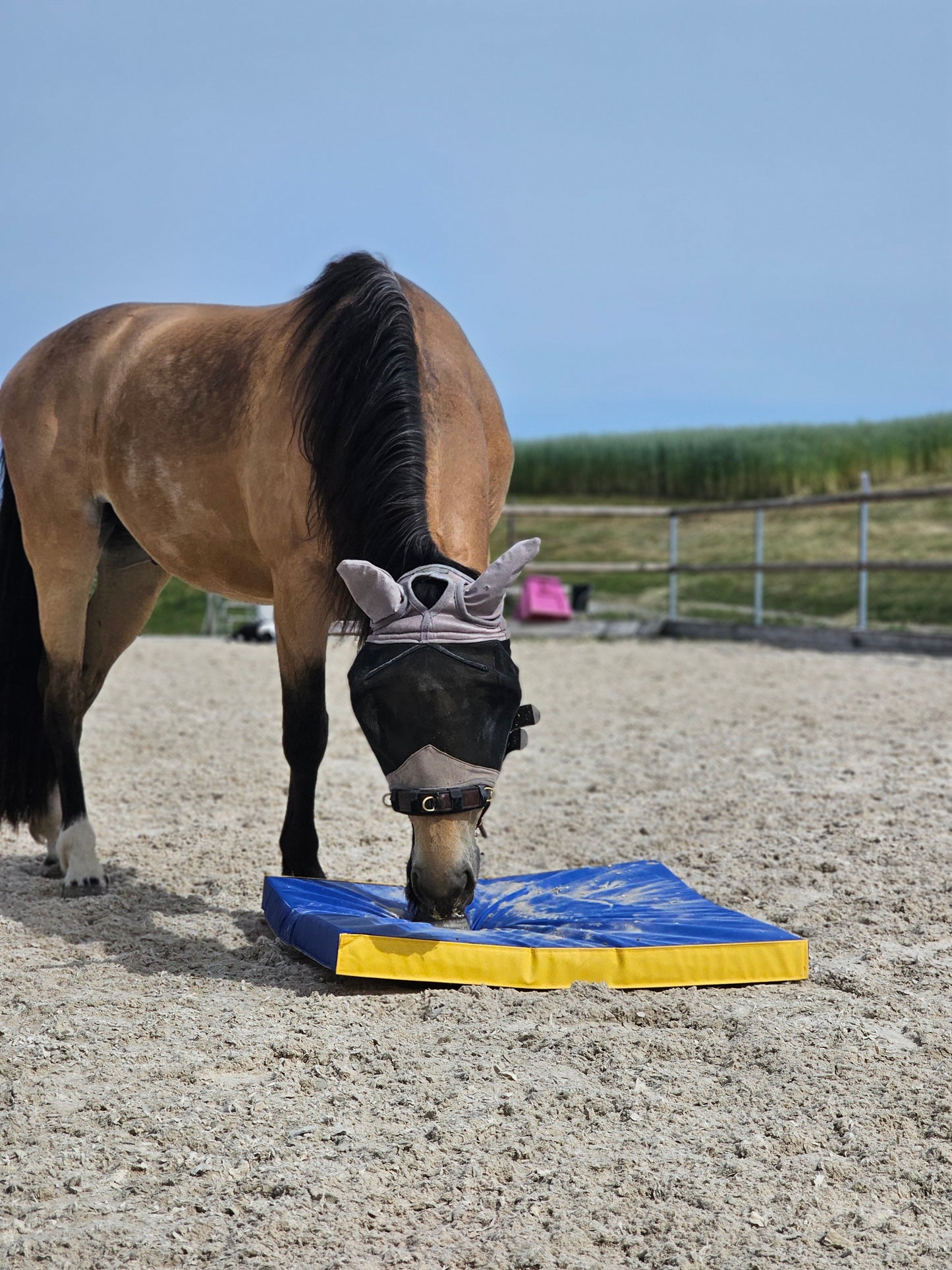 Equigym Portable Matten 50*100cm / 100*100cm in 5cm und 8cm Stärke zum Kletten
