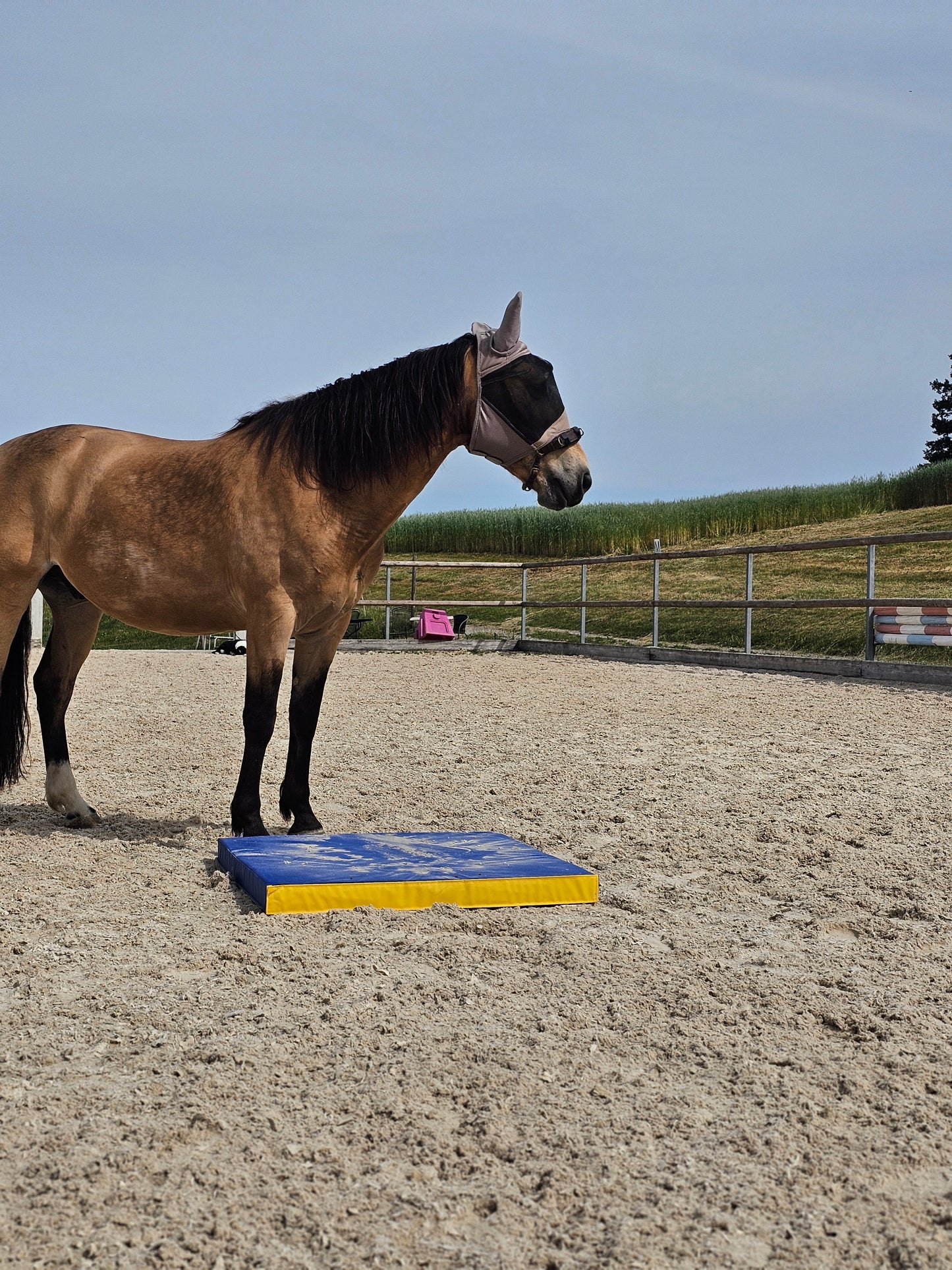 Equigym Portable Matten 50*100cm / 100*100cm in 5cm und 8cm Stärke zum Kletten