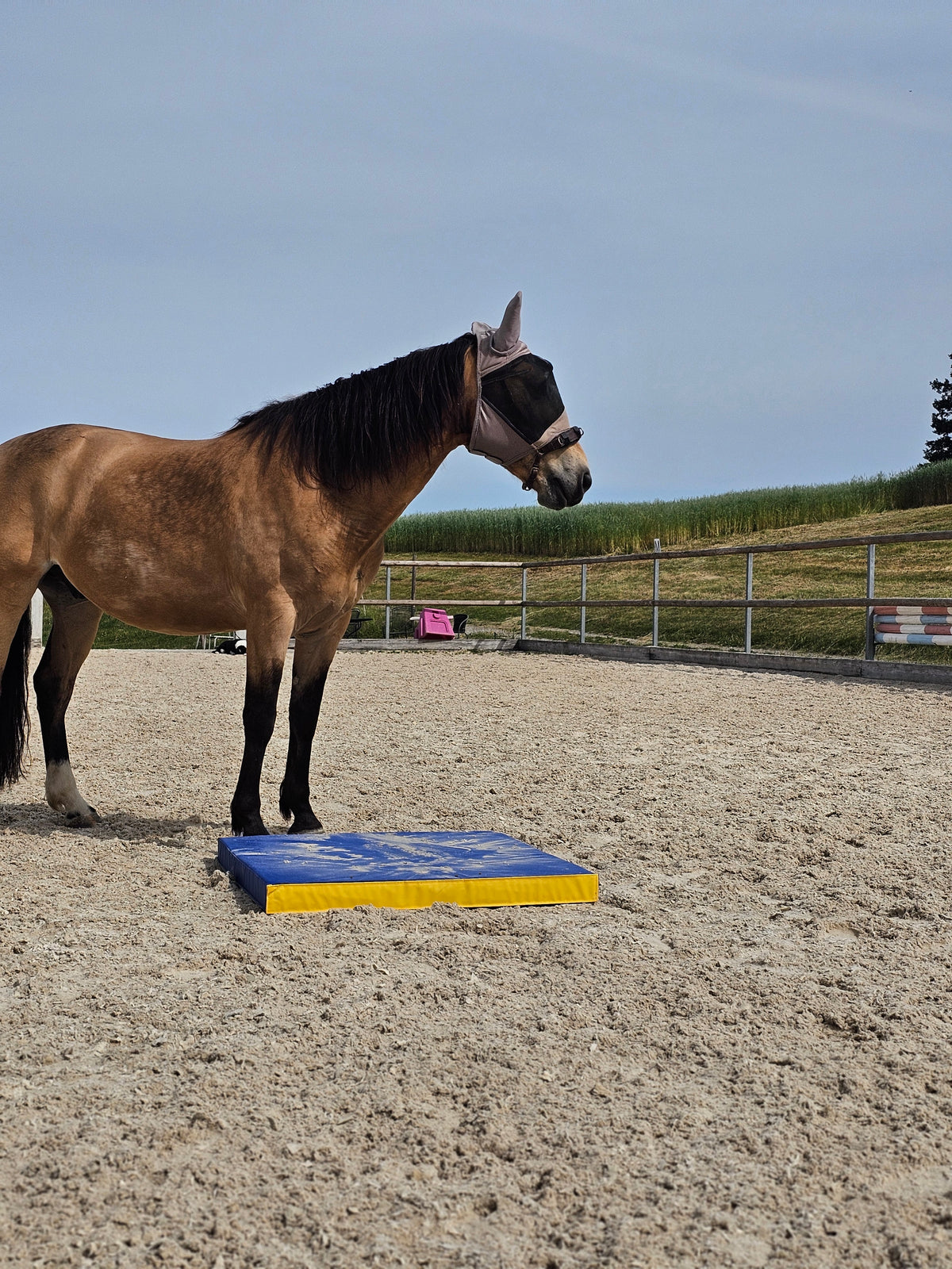 Equigym Portable Matten 50*100cm / 100*100cm in 5cm und 8cm Stärke zum Kletten